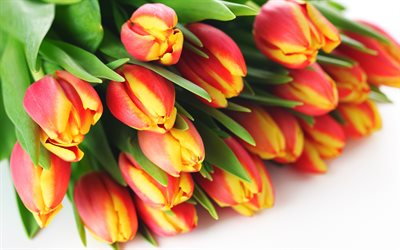 red yellow tulips, spring bouquet, tulips on a white background, floral background, tulips