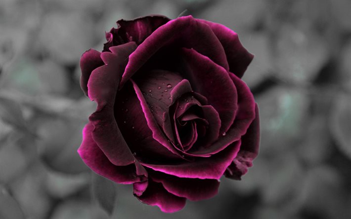 viininpunainen ruusu, kaunis viininpunainen kukka, ruusut, viininpunainen ruusu alkuunsa, blur