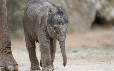 pequeno elefante beb&#234;, animais fofos, a vida selvagem, elefantes, animais de pequeno porte