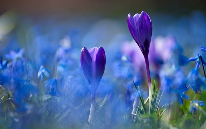 crocuses, morning, purple spring flowers, blur, purple crocuses, spring, floral background