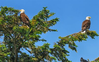 bald eagles, villiel&#228;imet, petolinnut, pohjois-amerikka, kalju kotka, usa, kotkat oksilla