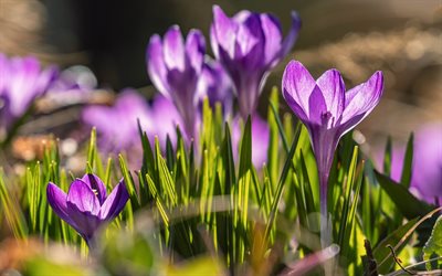 crocuses, spring flowers, morning, sunrise, lilac crocuses, bokeh, background with crocuses