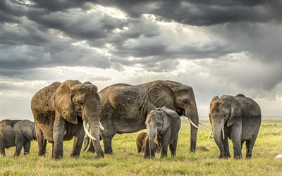 elefanter, vilda djur, kväll, solnedgång, elefantfamilj, liten elefant, afrika