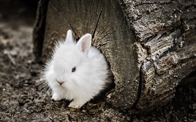White rabbit, cute animals, furry rabbit, pets