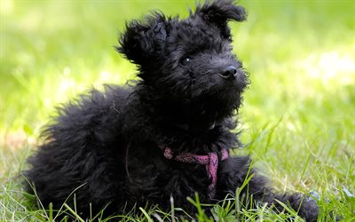 Affenpinscher, Monkey Terrier, 4k, black curly dog, cute animals, terriers, dog breeds