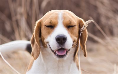 American Foxhound, 4k, puppy, cute animals, small dog, breeds of dogs, USA