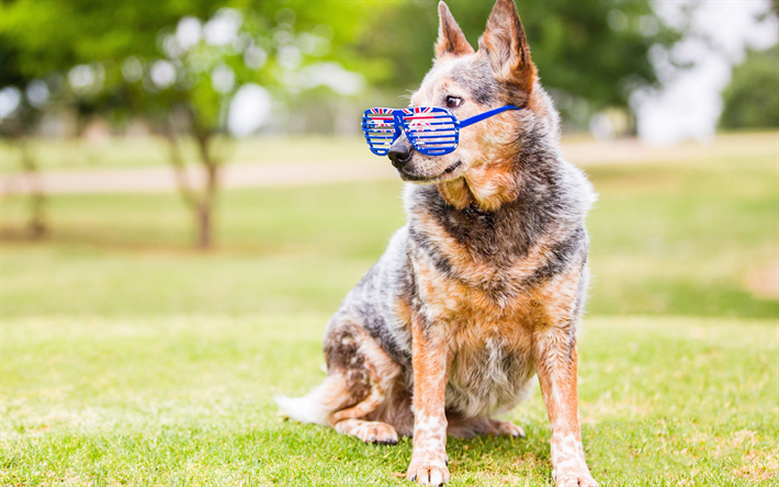 Australian Cattle Dog, 4k, divertente, cane, razze di cani, animali domestici, cane marrone, occhiali bandiera Britannica