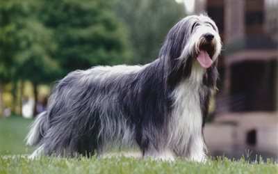 Bearded Collie, Beardie, 4k, curly gray dog, pets, cute animals, British dog breeds