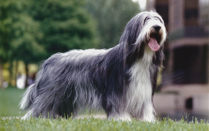 ヒゲをつけたCollie, Beardie, 4k, 巻きグレー犬, ペット, かわいい動物たち, 英国の犬種