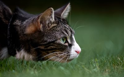 American Bobtail, close-up, pets, domestic cat, cute animals, curious cat, cats, American Bobtail Cat