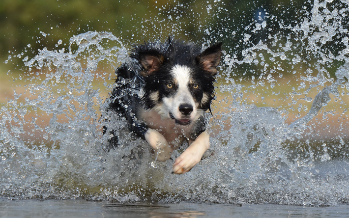 ボーダー Collie, 4k, 白黒犬, 走犬, 水の飛沫を受け, 犬種