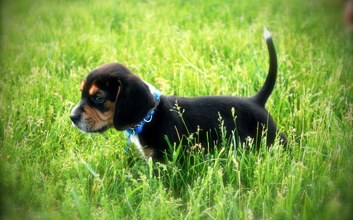 4k, Beagle Perro, cachorro, close-up, mascotas, perros, c&#233;sped, animales lindos, Beagle