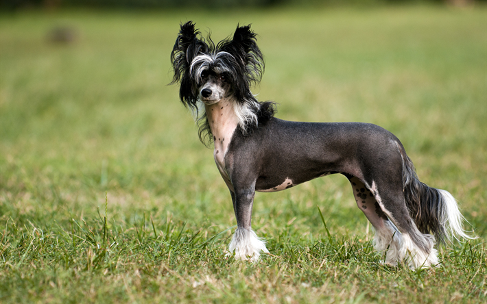 Chinese Crested Dog, hairless breed of dog, 4k, gray dog, exotic breeds of dogs, pets, dogs