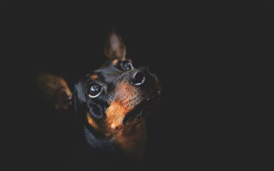 Miniature Pinscher, 4k, close-up, pets, dogs, black dog, cute dog, Miniature Pinscher Dog