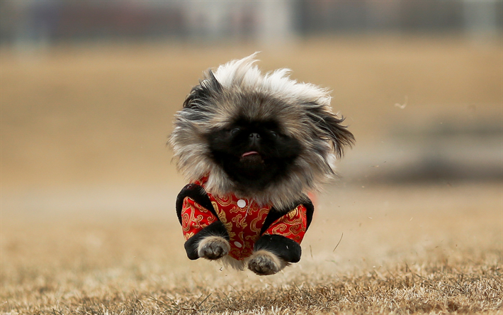 Pekingese, 4k, 少し面白い犬, 空飛ぶ犬, 緑の芝生, 走犬, かわいい動物たち, ペット