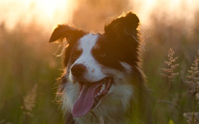 Australian Shepherd, close-up, Aussie, sunset, pets, dogs, Australian Shepherd Dog, lawn, Aussie Dog