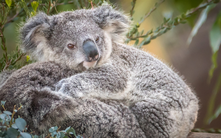 koala, small cute bear cub, gray bear, marsupials, Australia, Phascolarctos cinereus