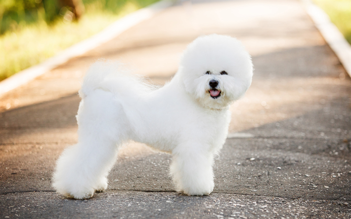Bichon Frise, white curly dog, summer, French breed of dogs, lapdogs, small dogs