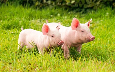 piglets, 4k, small pigs, green grass, farm, pigs, funny animals, domestic animals, pets