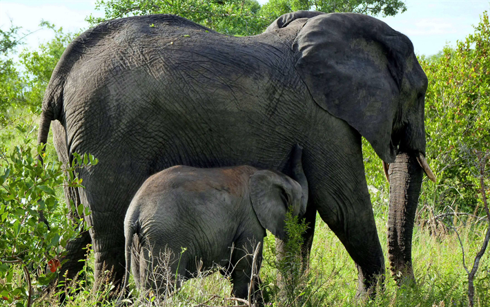 elephants, 4k, Africa, wildlife, family, little elephant, jungle