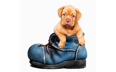 French mastiff, 4k, puppy, pets, cute animals, dog in shoe, Dogue de Bordeaux, dogs, Bordeaux mastiff