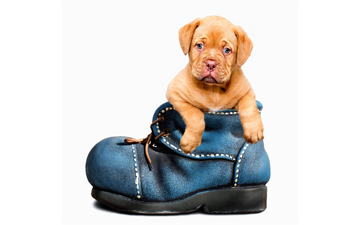 Ayakkabı Fransız mastif, 4k, k&#246;pek, evcil hayvan, sevimli hayvanlar, Dogue de Bordeaux, k&#246;pekler, Bordeaux mastiff