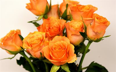 orange rosen, sch&#246;nen blumenstrau&#223;, rosenknospen, orangenbl&#252;ten, rosen
