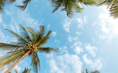 palmeras, cocos, claro cielo azul, islas tropicales, el verano, las hojas de la palma