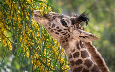 giraffe, Africa, mimosa, wildlife, long neck, wild animals