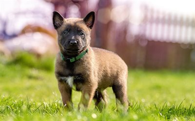 American Akita, 4k, small brown puppy, cute little animals, pets, dogs