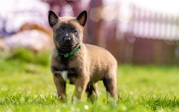 Akita, 4k, pequeno cachorro marrom, animais bonitinho, animais de estima&#231;&#227;o, cachorros