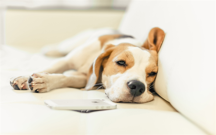 Beagle, 4k, sleeping dog, pets, dogs, puppy, cute animals, Beagle Dog
