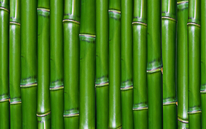 bambou vert texture, 4k, bambusoideae b&#226;tons, bambou, des textures, des cannes de bambou, des b&#226;tons de bambou, vert, fond de bois, de bambou