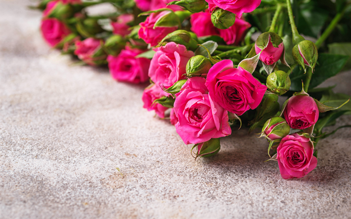 rosa rosor, vackra rosa blommor, rosor bakgrund, rosenknoppar, bukett