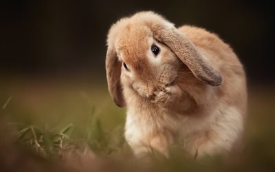 cute rabbit, bokeh, cute animals, rabbit in grass, funny animals, rabbit