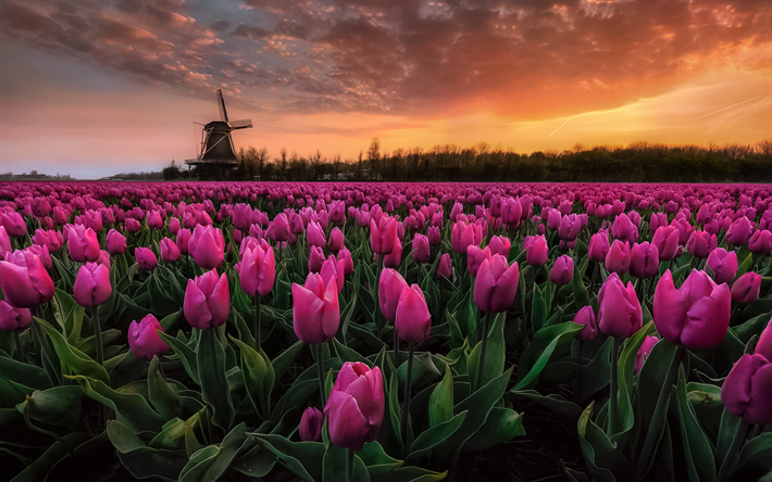 campo de tulipa, noite, p&#244;r do sol, tulipas cor-de-rosa, moinho, Pa&#237;ses baixos, flores silvestres, tulipas