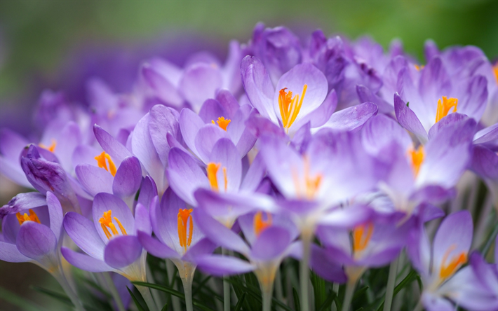 Krookukset, violetti luonnonkasvi, aamulla, kauniita kukkia violetti, kukka tausta