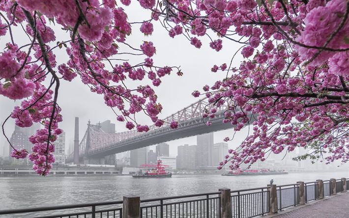 Nova York, Manhattan, Queensboro Bridge, East River, primavera, sakura, flor de cerejeira, paisagem urbana, EUA