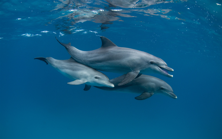 dolphins, ocean, underwater world, flock of dolphins, mammals, dolphins under water