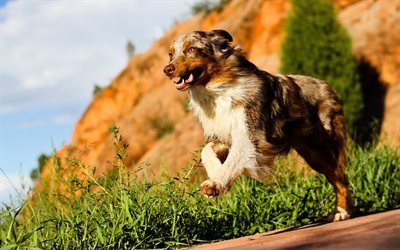 Aussie, running dog, Australian Shepherd, lawn, pets, dogs, Australian Shepherd Dog, Aussie Dog