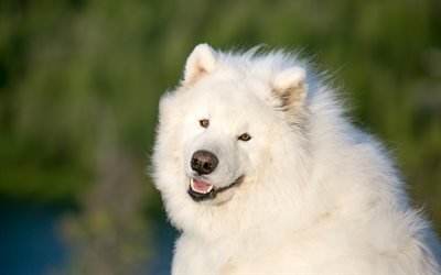 samoyed, white fluffy cute dog, pets, cute animals, green background, dog