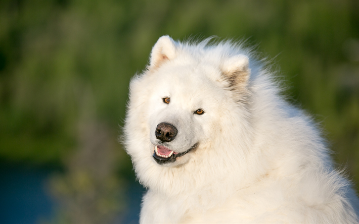 samoyedo, blancas y esponjosas lindo perro, mascotas, animales lindos, fondo verde, el perro