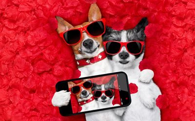 Chihuahua, 4k, selfie, cachorros, engra&#231;ado chihuahua, animais fofos, animais de estima&#231;&#227;o, Cachorro Chihuahua
