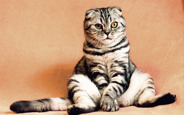 スコットランド折り猫, 国内猫, 白-灰色猫, ペット, 猫, かわいい動物たち, 面白い猫, スコットランド折り
