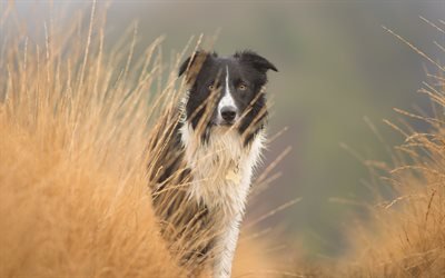 Border Collie, gramado, animais de estima&#231;&#227;o, animais fofos, preto branco border collie, prado, cachorros, Border Collie Dog