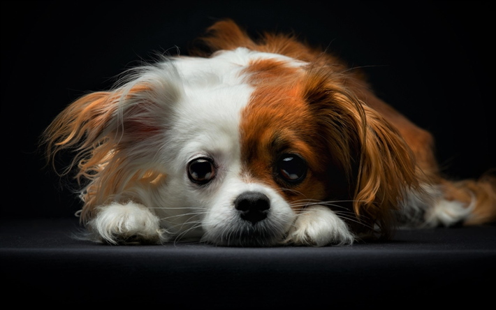 Papillon, Chien, close-up, Continental Toy Spaniel, chiens, chien triste, Phalene, animaux domestiques, animaux mignons