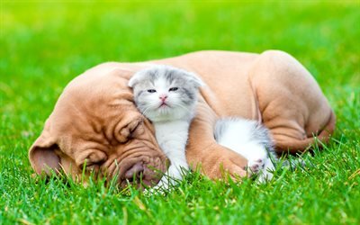 Bordeaux Mastiff, small puppy, little kitten, cute animals, friendship concepts, cat and dog, French Mastiff, Bordeauxdog, green grass, little brown dog, gray little cat, Dogue de Bordeaux