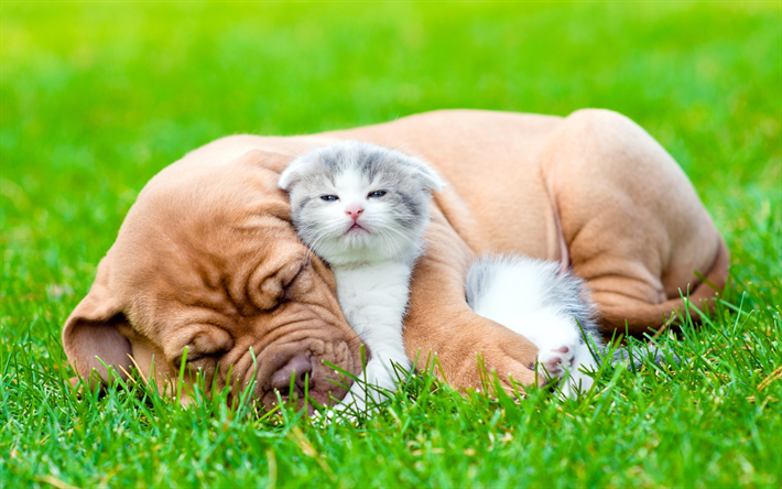 ボルドー Mastiff, 小さな子犬, 少子猫, かわいい動物たち, 友情の概念, 犬-猫, フランスMastiff, Bordeauxdog, 緑の芝生, 少し茶色の犬, グレーの少し猫, Dogueドゥボルドー