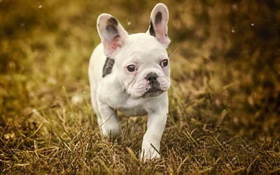 Bulldog franc&#234;s, pouco branca filhote de cachorro, grama, animais fofos, pequeno c&#227;o branco, animais de estima&#231;&#227;o, desfoque