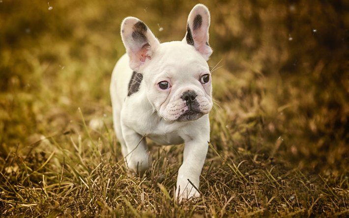 Bulldog franc&#233;s, poco blanco cachorro, hierba, animales lindos, peque&#241;o perro blanco, mascotas, desenfoque